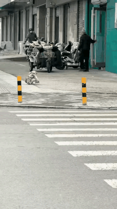 一只流浪狗和一只流浪猫成了好朋友，它们同吃同住朝夕相处一起流浪。在过马路的时候，