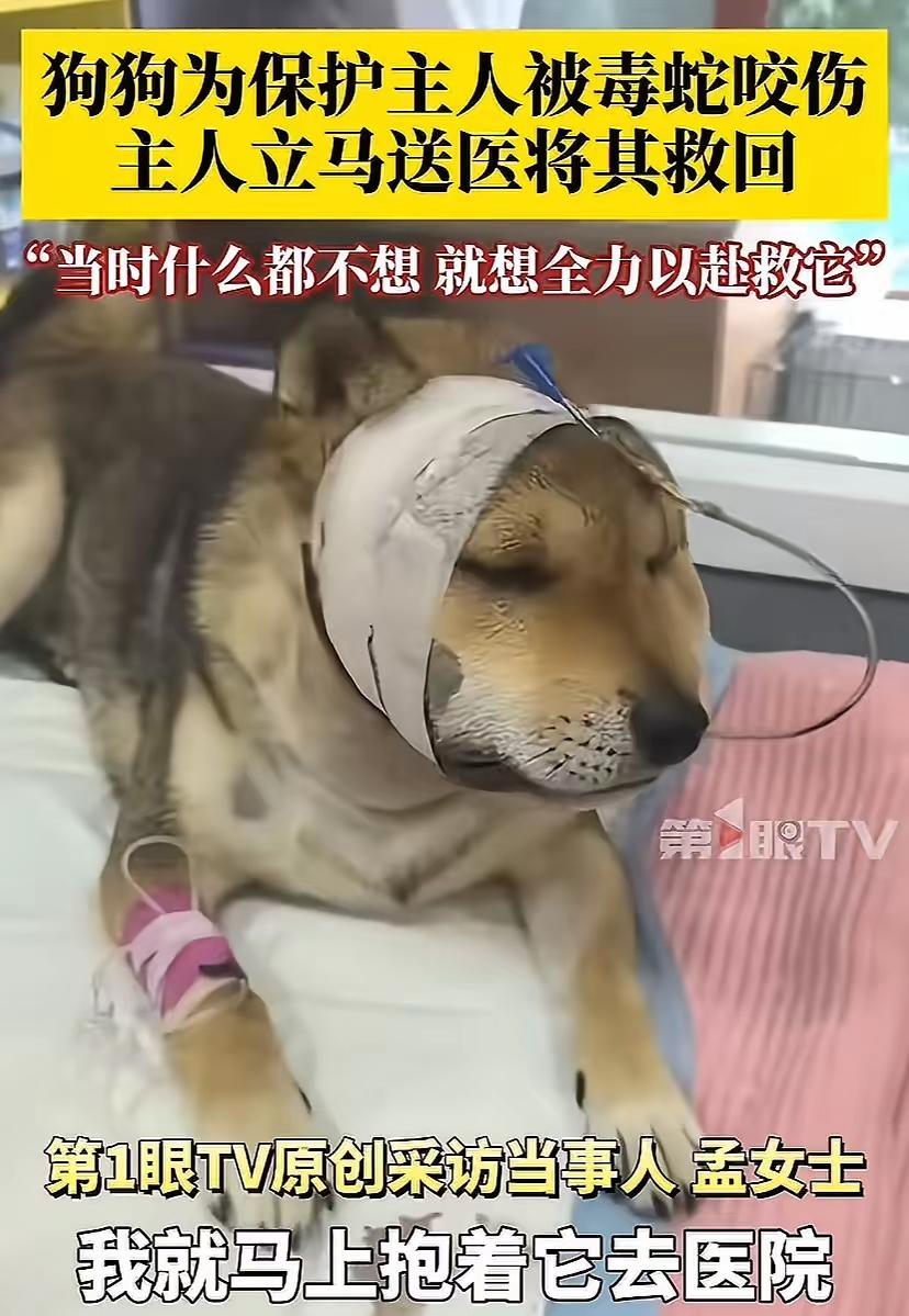 河北唐山，狗狗为救主人被毒蛇咬伤，主人抱着蛇毒发作的狗子冲往医院。主人：当时什么