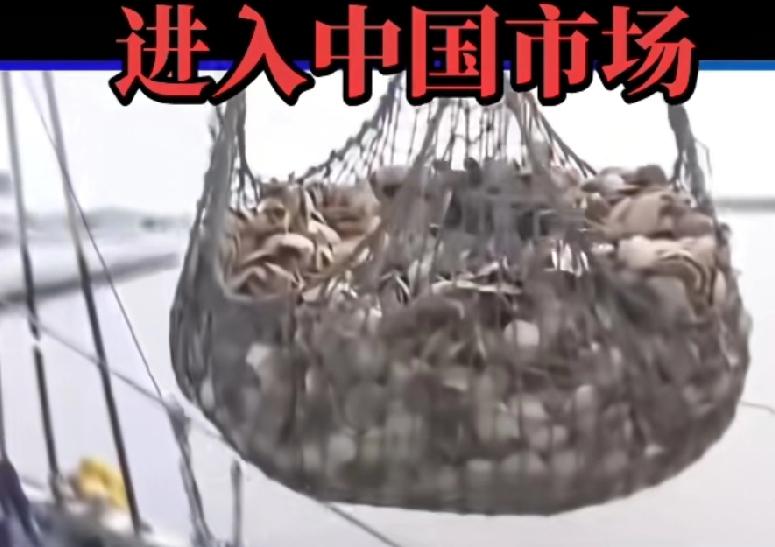 日本扇贝已进入中国市场，会不会流入学校，如果流入学校那就太可怕了，还会成为预制菜