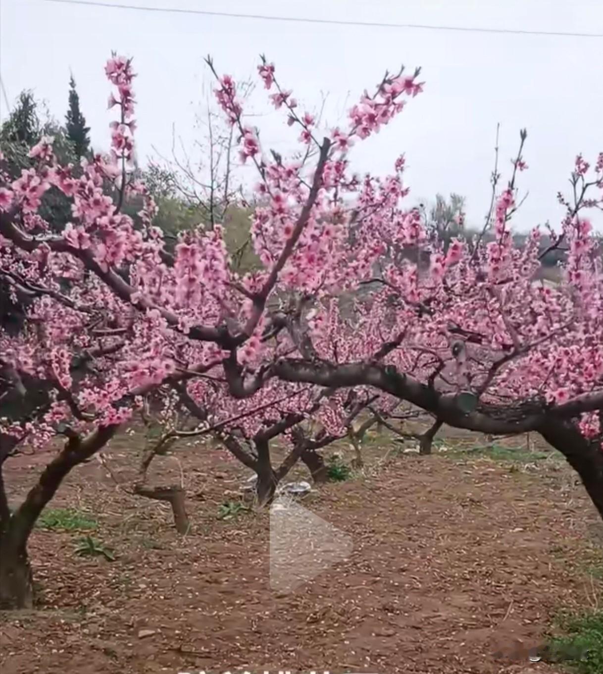 真正的春日打卡，不是镜头里摆拍的繁花，而是你推开门，迎面撞进怀里那阵带着泥土腥味
