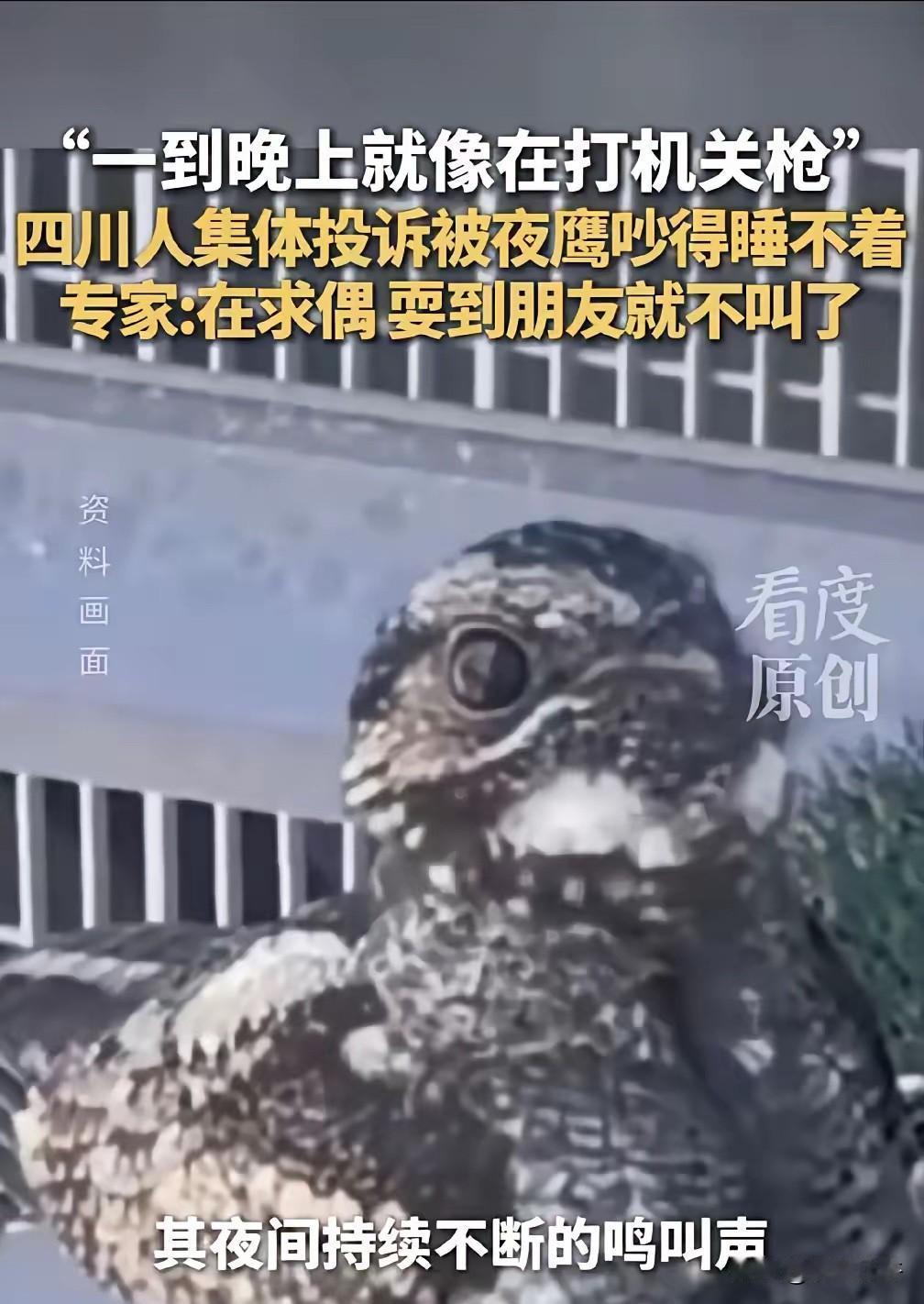 深夜“机关枪声”响彻四川多城，居民集体崩溃：求求你，快找个对象吧！​这届年轻人