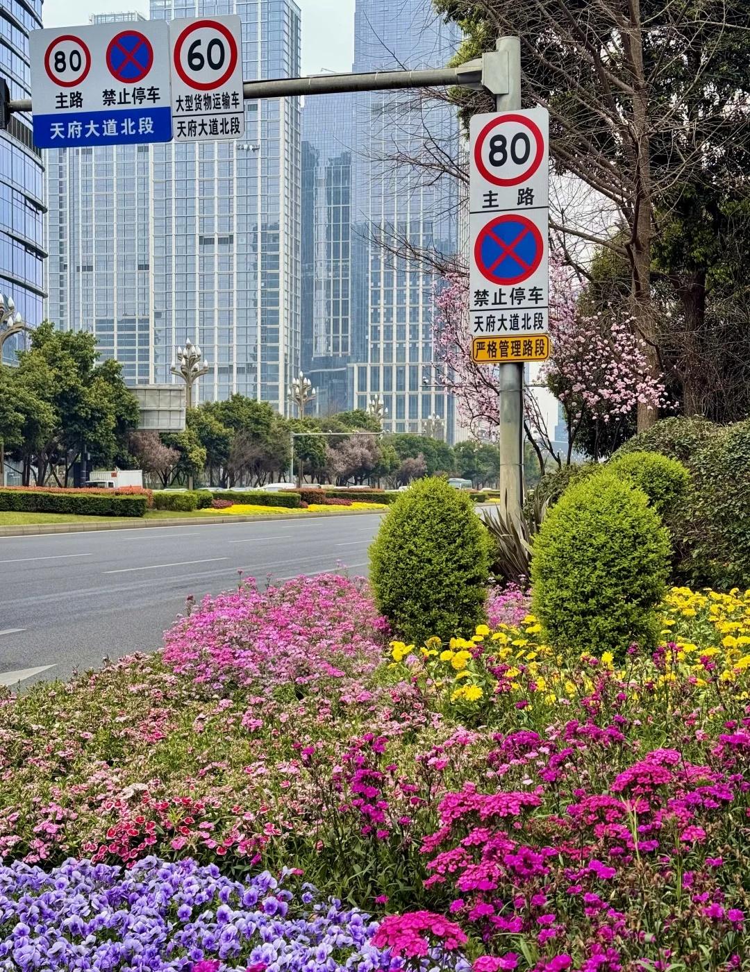 成都市政：不允许有任何丑东西！！！！绿化带都这么美！！！成都市政你赢麻了我