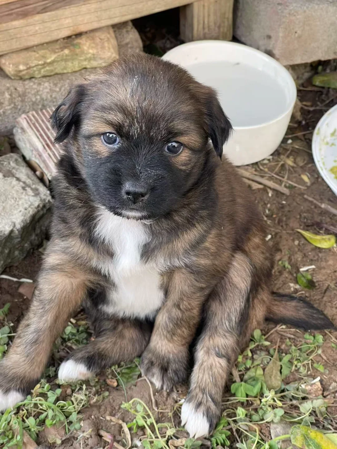 🌟【免费领养｜六只奶狗找家】🌟流浪狗救助