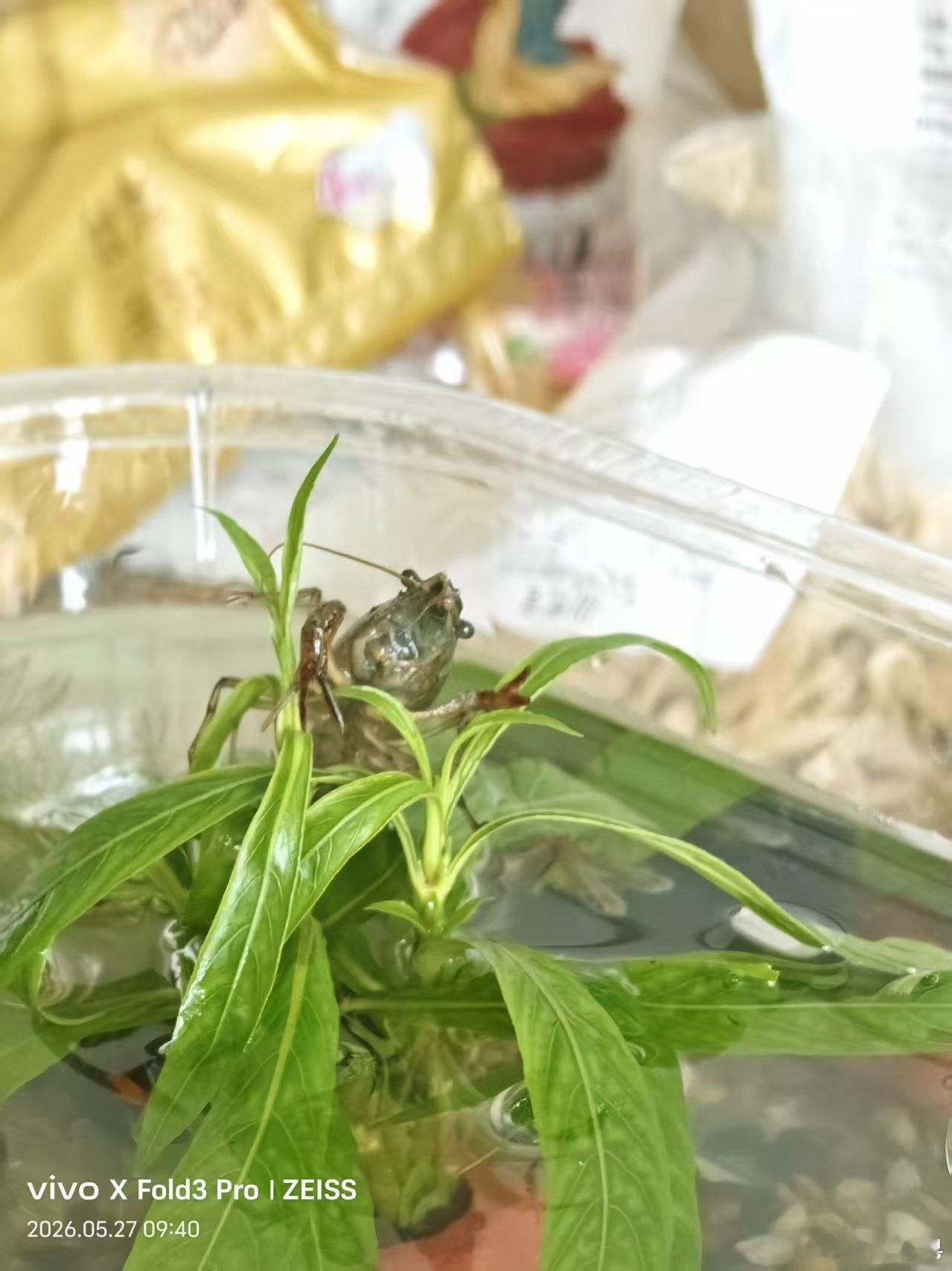 家里养了个小龙虾，早上打招呼呢