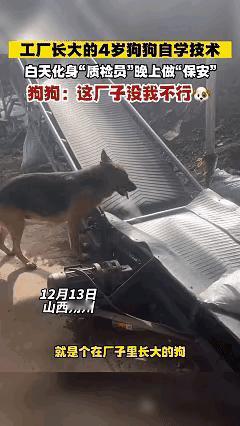 “太有灵性了！”12月20日报道山西，一女子开了家饲料加工厂，厂里养了一只狗，没