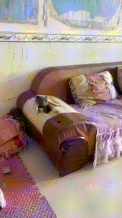 谁懂养猫人的崩溃！一大早醒来，发现自家精心入手的蓝猫不见踪影，瞬间慌了神！