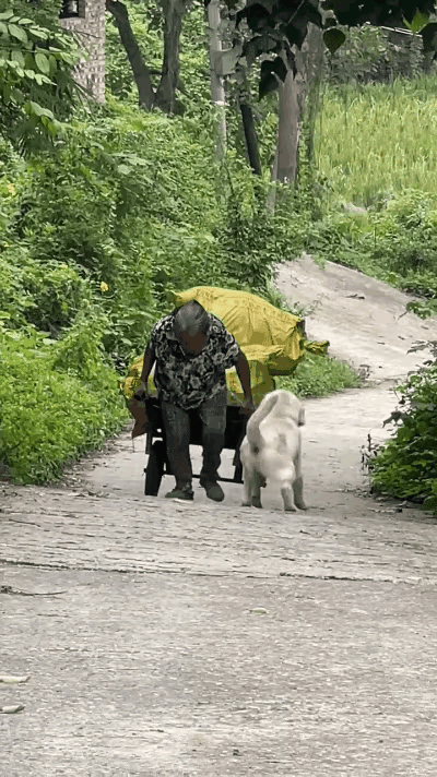 奶奶家这小狗也太热心肠了！看奶奶拉一车东西累得直喘气，立马屁颠屁颠跑过去帮忙，叼