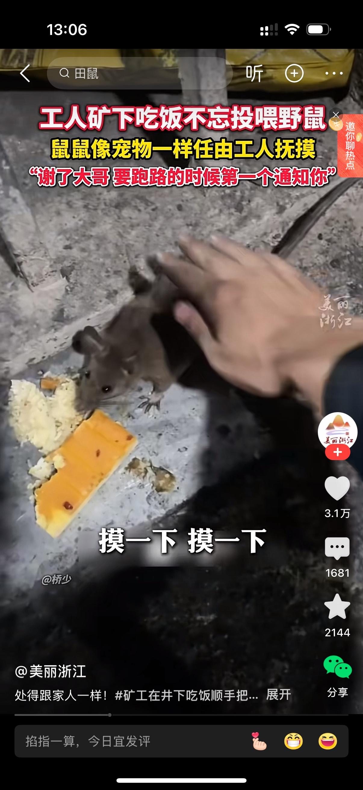 煤矿工人矿下吃饭不忘投喂老鼠。鼠鼠像宠物一样任凭工人抚摸。人鼠和谐共处的画面也就