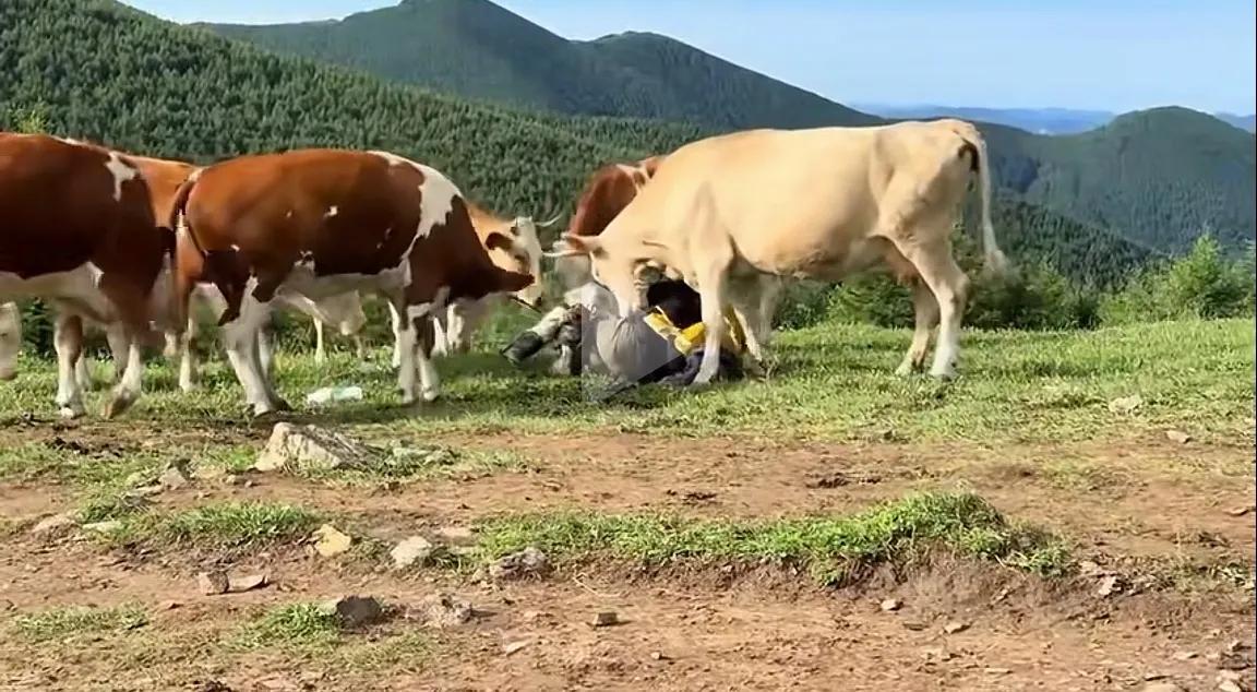 惨了！给牛喂牛肉干？不是邪乎是糊涂！五台山游客用牛肉干喂牛遭踩踏，与其说“