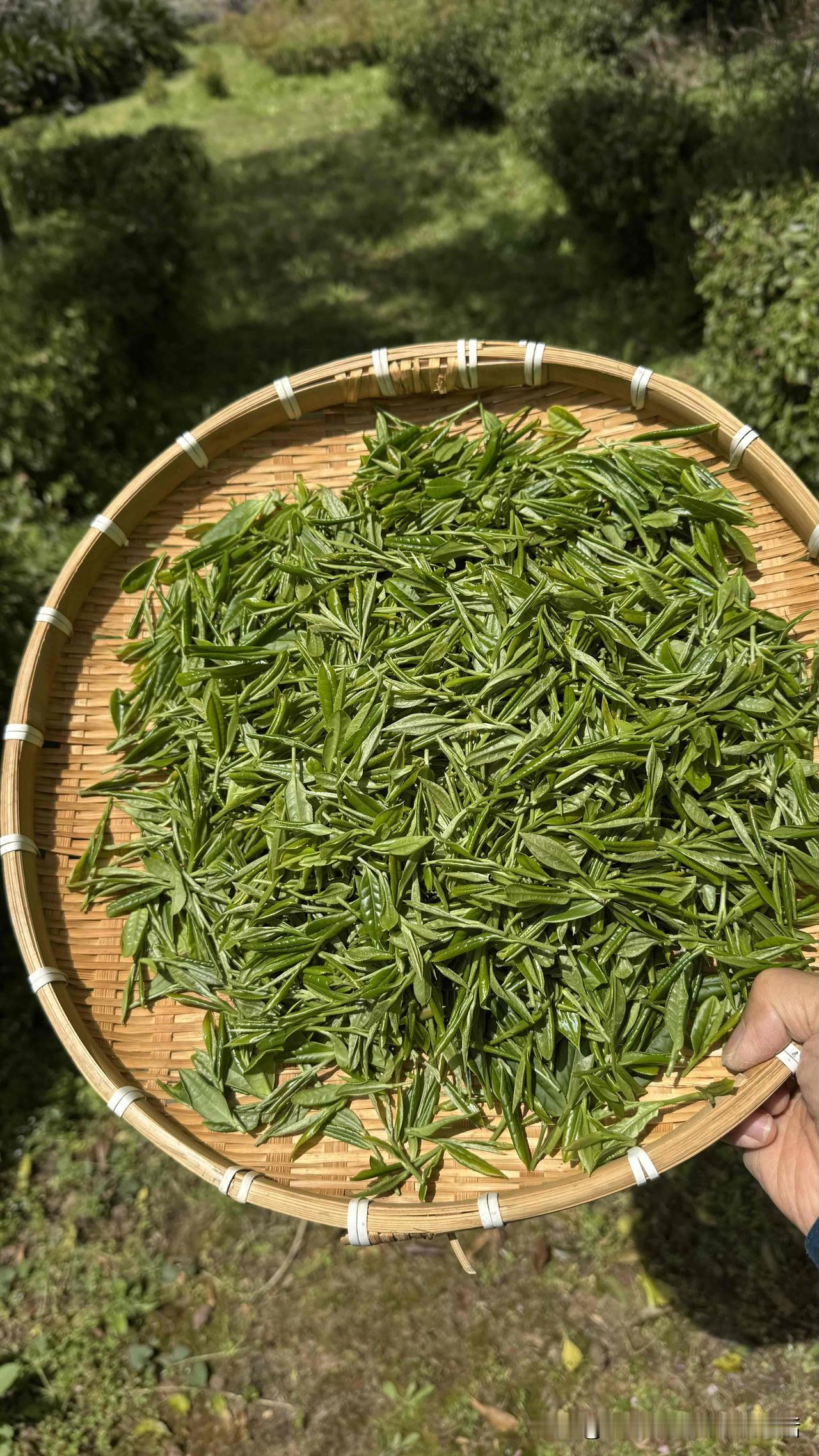 听说在韩国炒出了崂山绿茶，邻居们纷纷前来品赏，山屋近日可谓宾客云集。今天咱就聊聊