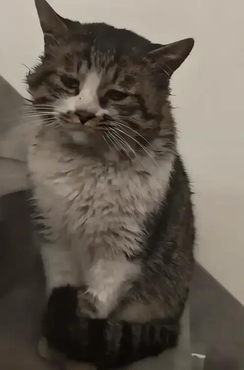 猫咪虽然不会说话，但它的表情可以把心情表达的明明白白。一只猫咪打架打输了，垂头丧