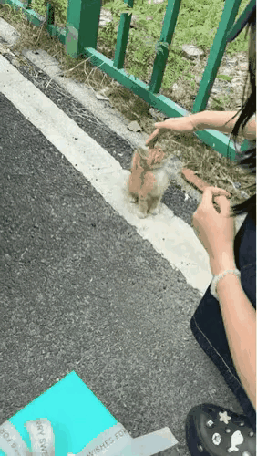 那天傍晚有人开车到郊外拍风景，发现路边有只小野猫。她停下来摸了摸猫，后来把猫装箱