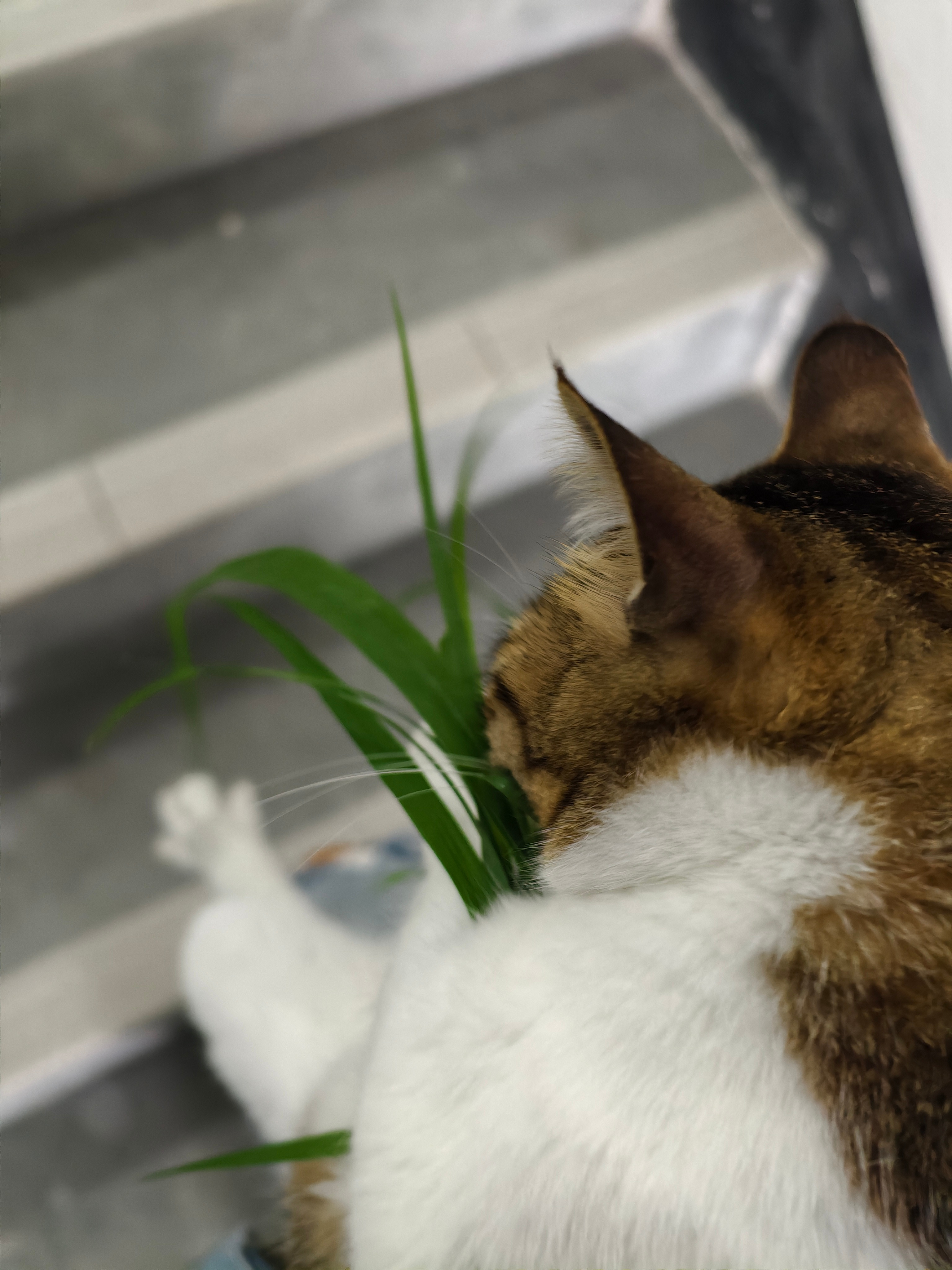 长得最丑家庭地位却最高的🐱。它敢认第二，全家没人敢争第一
