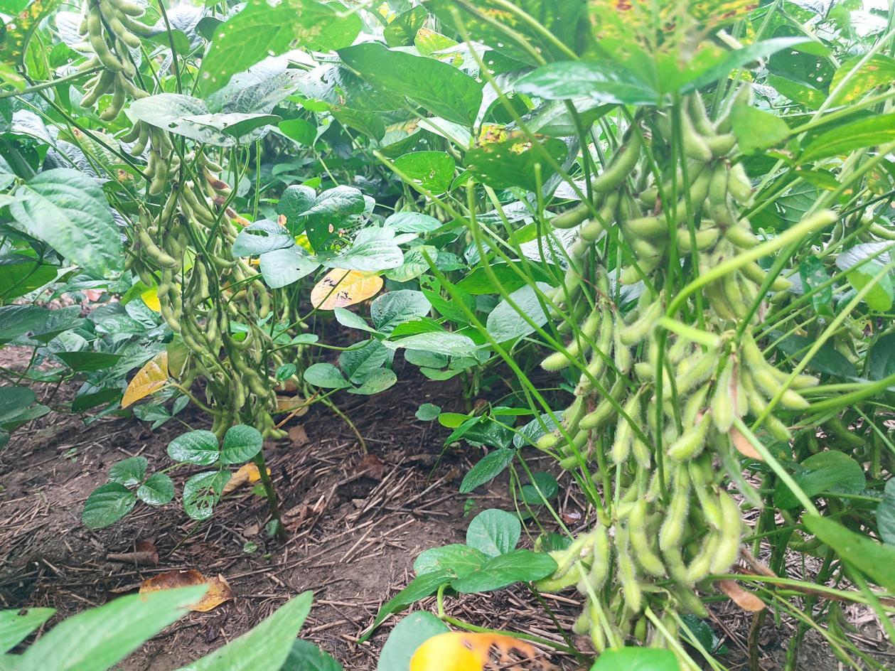 临泉吕寨镇: 复合种植结硕果 玉米大豆双丰收