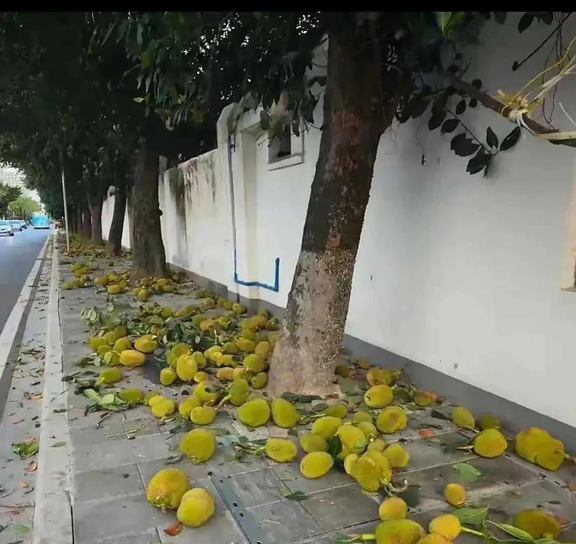 这水果在南方到处都是。
