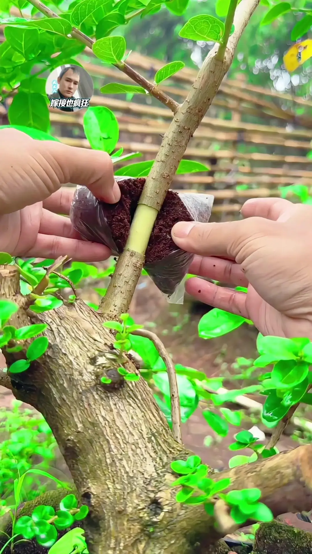 🌱5块钱养出10盆绿箩技巧。1️⃣选择枝条:挑健康的半木质化枝条，在...