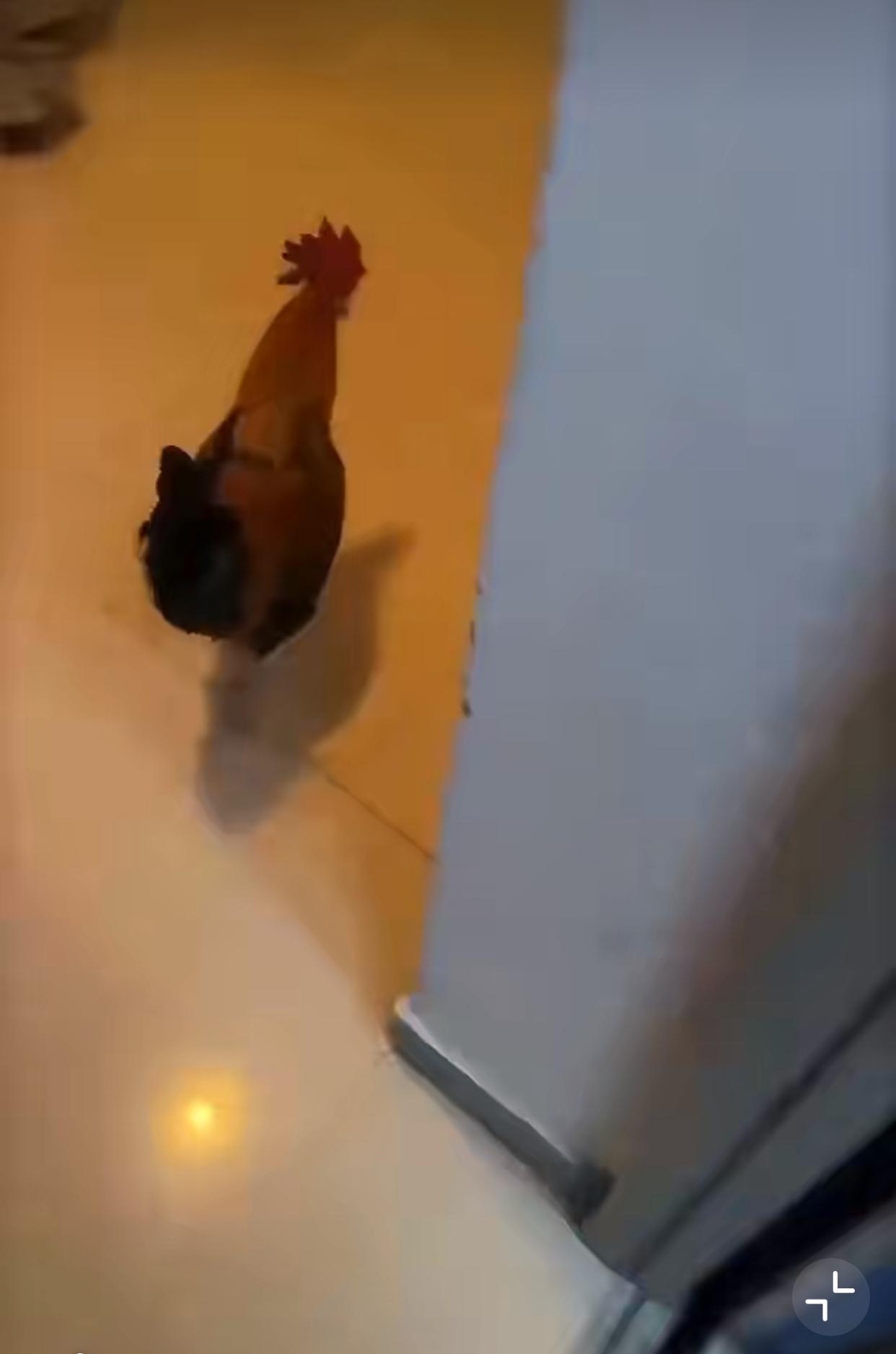 孩子他爸好惨的家庭地位…近日，北京次渠嘉园杀鸡事件，在网络上广泛传播。起因是一