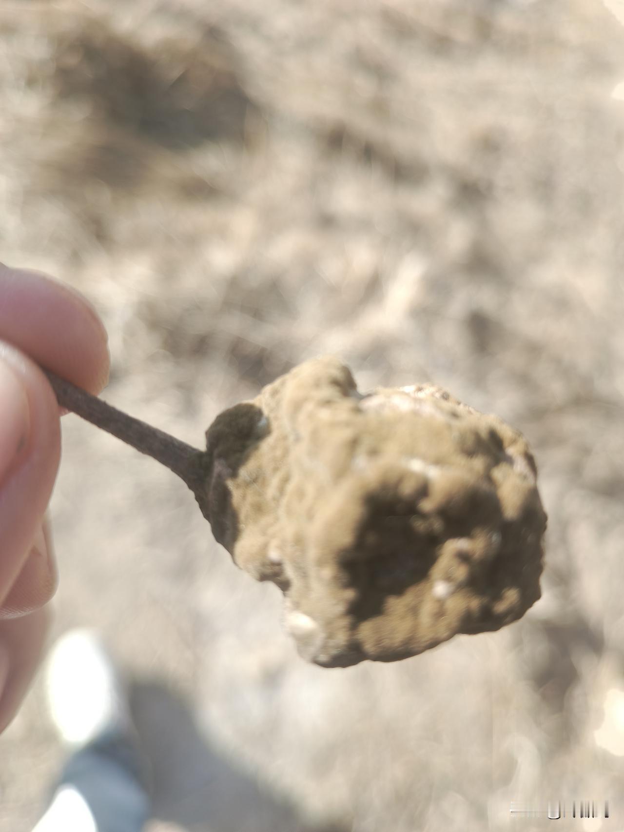 发霉的水果竟能价值不菲，我这颗干瘪的梨子，历经十月霜打、冬雪涤荡，才长出这般霉菌