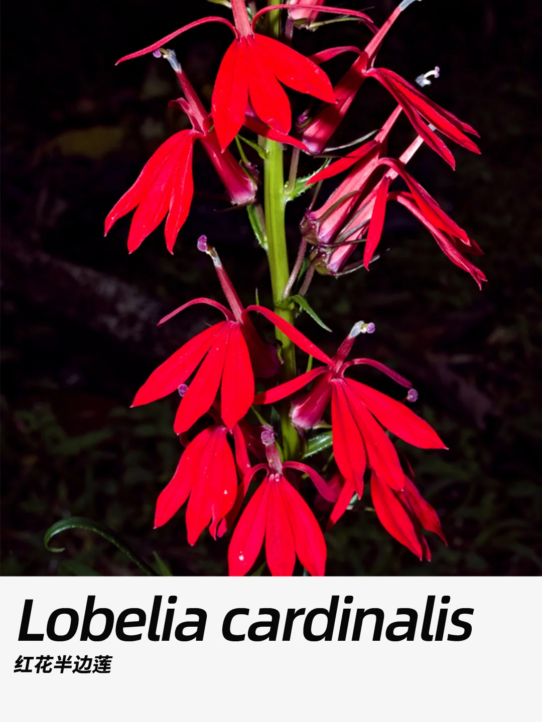 带你每天认识一种花材421｜红花半边莲