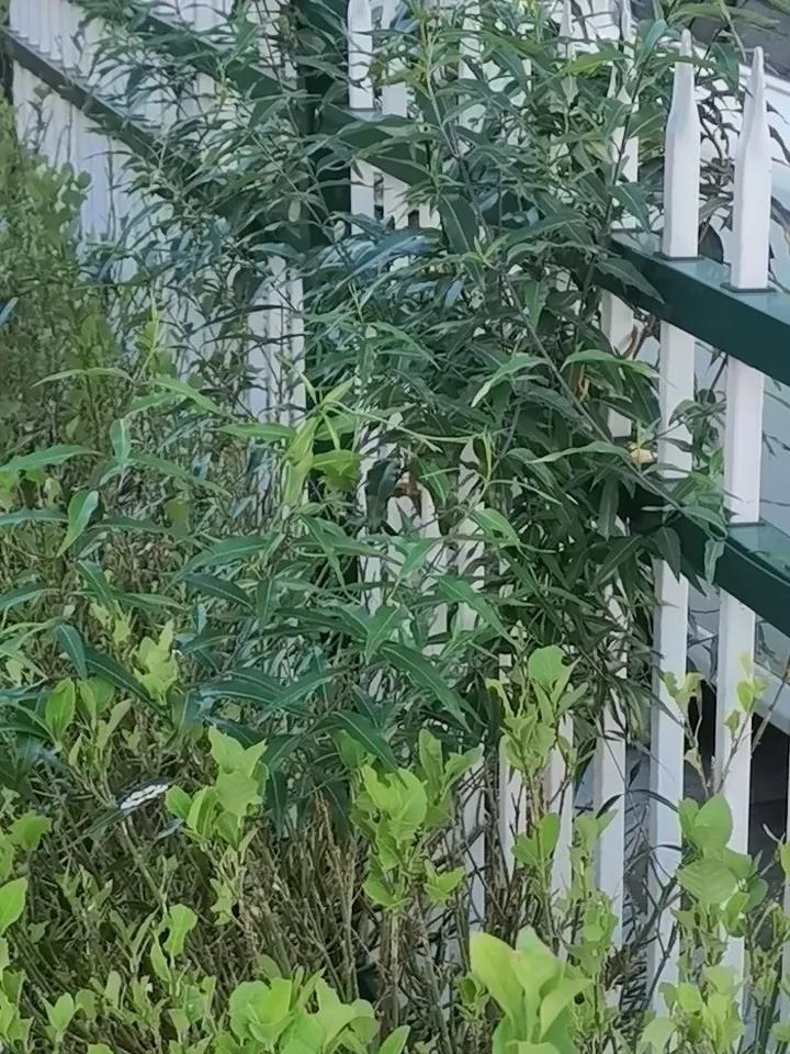 本地常见植物，名字叫做“秧咯绦”。灌木类植物。丛生。叶呈条状，新生枝条呈红色，