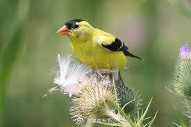 进行观鸟活动并具备高水平辨识能力的人，大脑在结构和功能上超于常人最新研究显示，