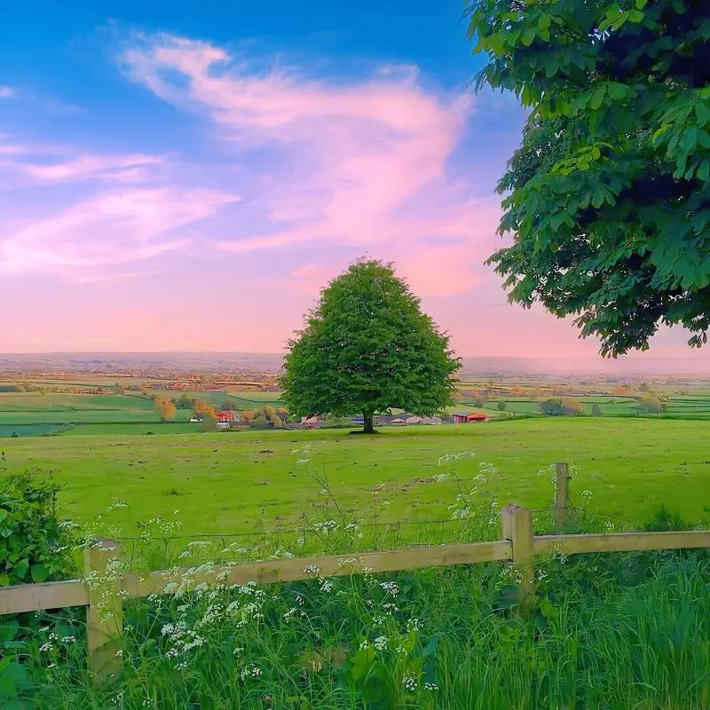 治愈系美景照总能让人心情愉悦。像初秋的内蒙古呼伦贝尔大草原，黄绿交织，层次分明。
