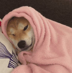 【一条没晒过的被子里到底都有啥……】被子可以说是我们朝夕相处的好战友，它陪我们度