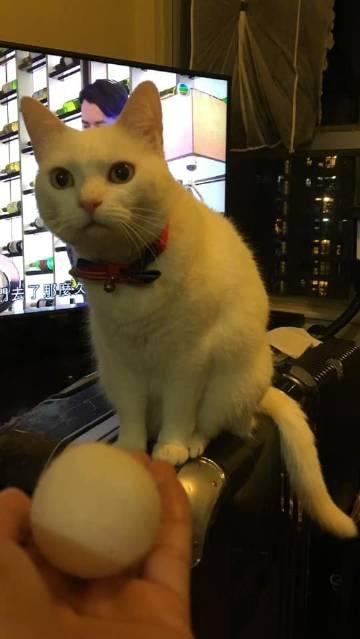 养了一只会生蛋的猫....