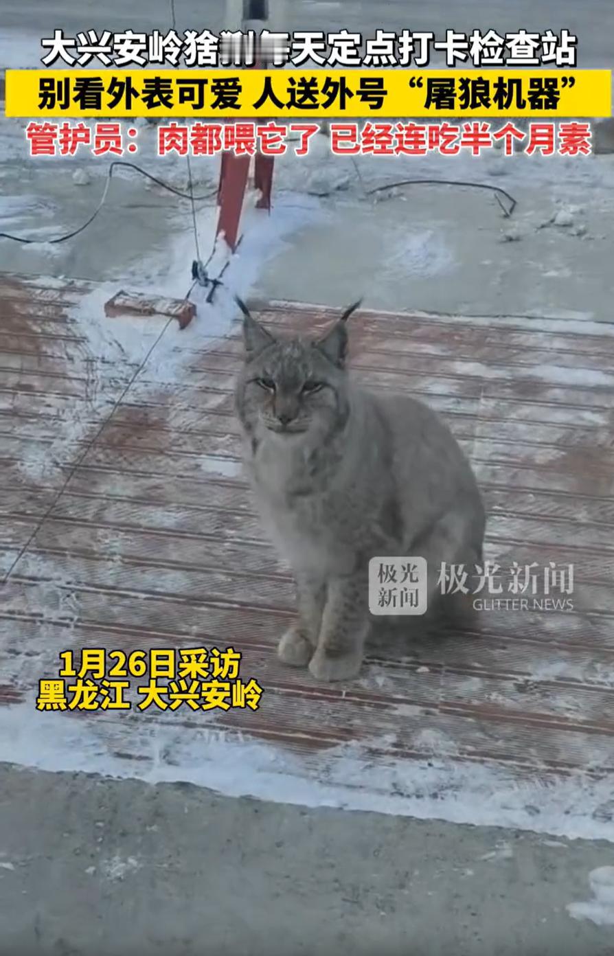 笑不活了！黑龙江大兴安岭，一只猞猁经过检查站时，工作人员看它可怜，就投喂了一块生