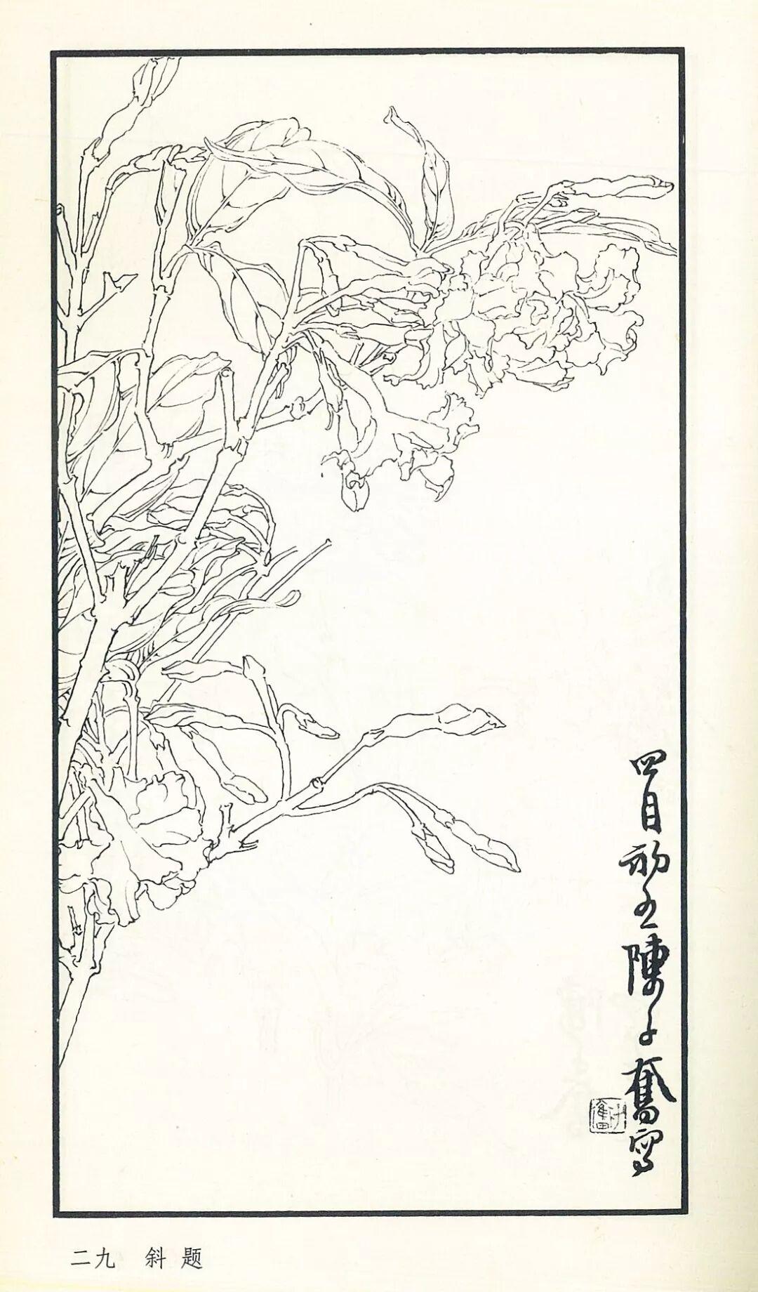 素材|陈子奋白描花卉欣赏（3）沐风书画