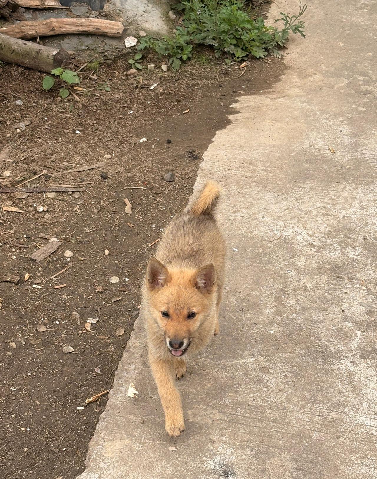农村里面养的这个田园犬，特别是狗的小时候，非常的可爱。这个时候没有任何的攻击