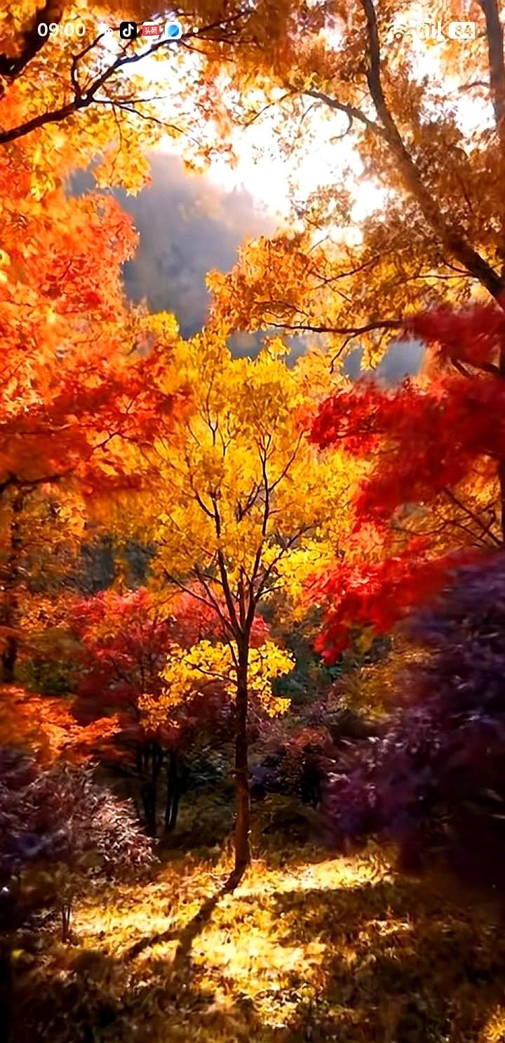 “今年的红叶,可能没往年红。”上周,北京香山的导游小赵在直播间里随口一句,弹