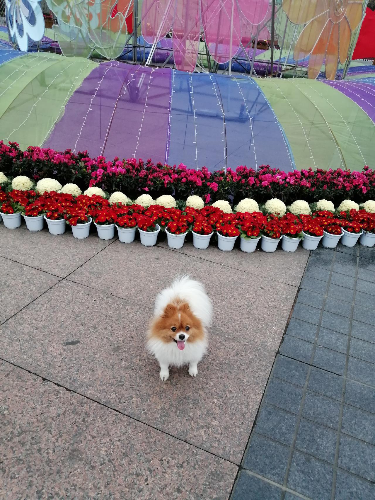 关于北京首例宠物投毒刑案的宣判，体现了法律对动物权益的重视以及对宠物保护的逐步加