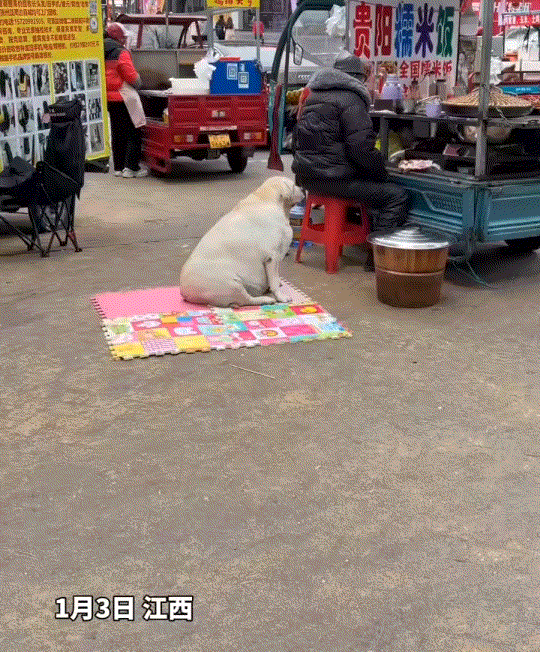 太胖了！江苏，一网友逛夜市时，无意间看到夜市摊前一个胖胖的拉布拉多犬，因为太胖，
