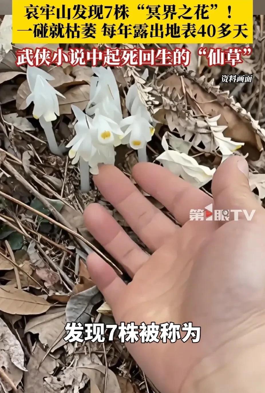 原来这就是传说中的“冥界之花”，看起来有点阴森的感觉，没有多漂亮，水晶白给人一种