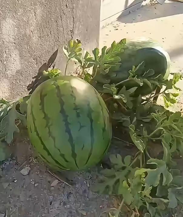 过去家里种棉花的时候，在棉花地里发现一棵西瓜秧，家里人要把它除掉，我没让除留下来
