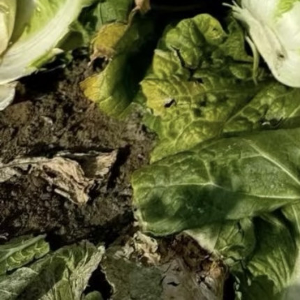 白菜种植教程1.整地：选疏松透气地块，翻土整平，撒腐熟农家肥作底肥，起浅垄防积