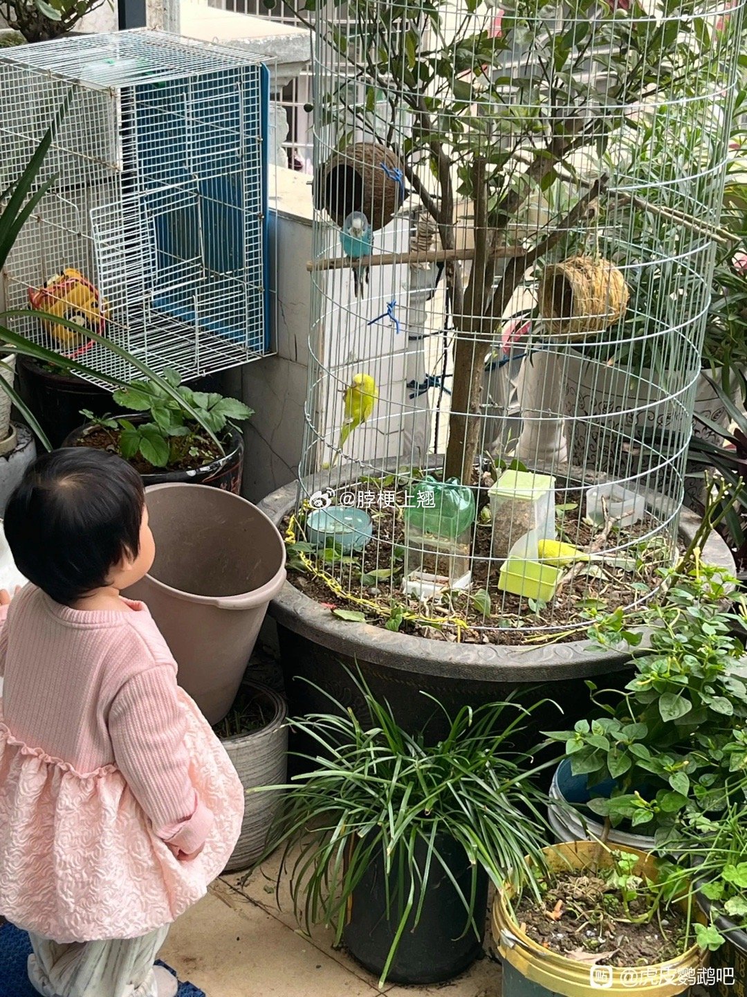 请问鹦鹉怕冷吗，刚做的笼子它会被冻死吗