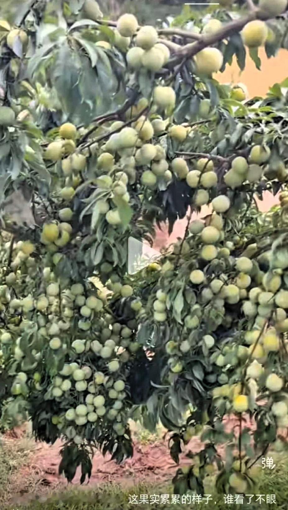 难怪，钱不好赚，原因找到了。在我们老家，自古以来，就流传一种说法，但凡李子丰产
