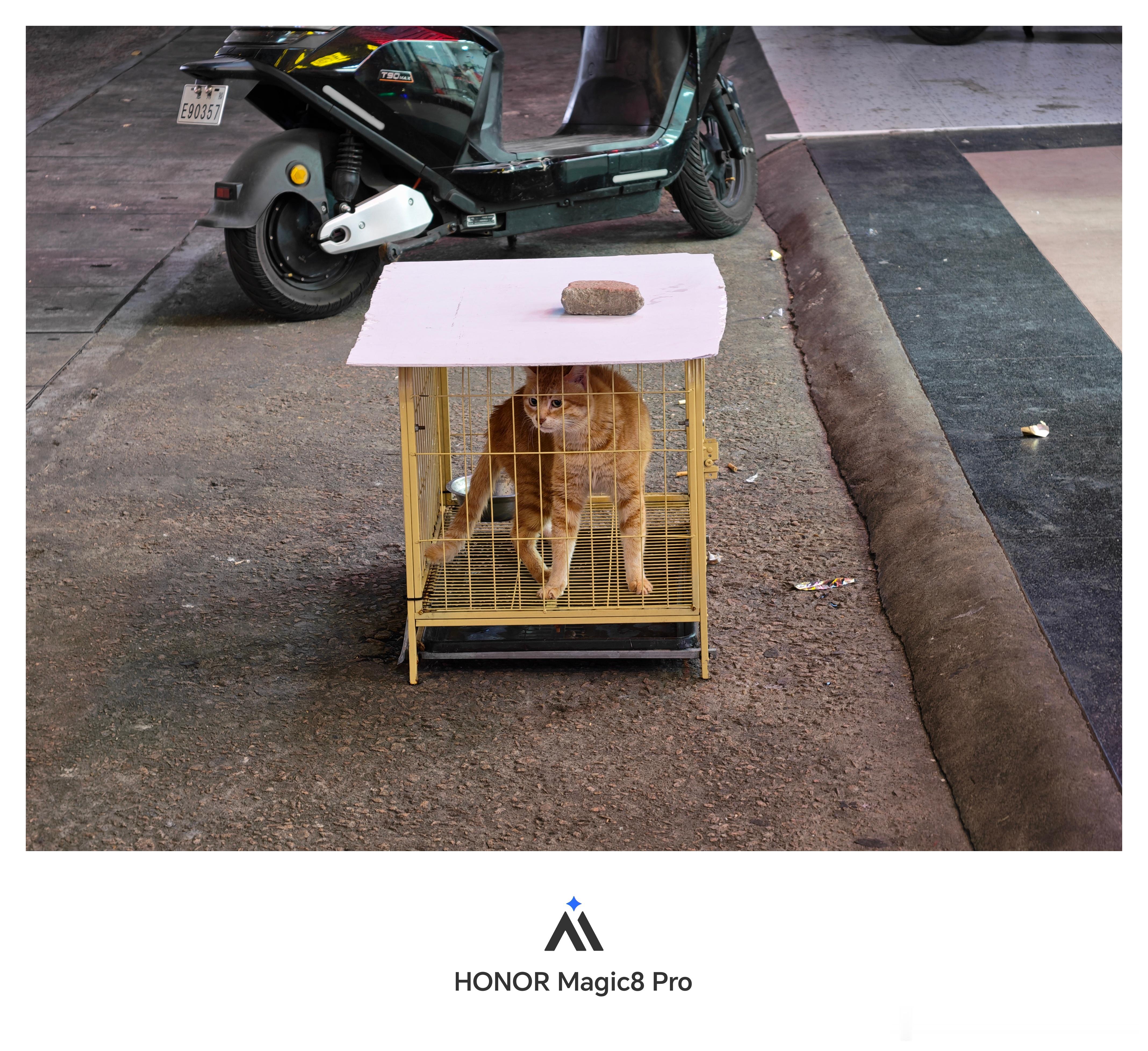 能被关起来的咪咪没有一只是无辜的一直喵喵叫，老惨烈了一看就是横行十里八乡的丧彪