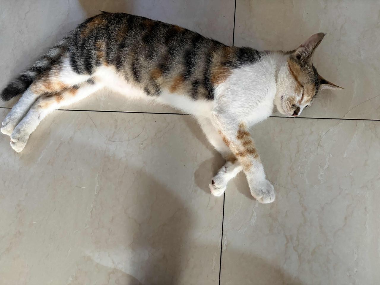 给大家分享我家小猫咪的照片！它是我从水沟里捞上来的，刚捞到时就是湿答答一小团黑色