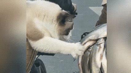 谁能想到一只小猫咪，居然把“社牛”和“怂”演绎得淋漓尽致！网友出门遛猫等红