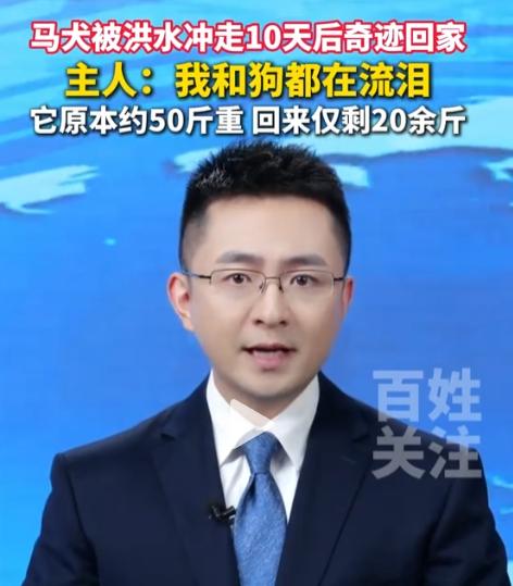 被洪水冲走10天，没有食物，也不知道身在何处，一只马犬还能活着回来吗？7