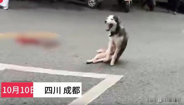 成都，在闹市区，从一家店铺里突然窜出来一只流浪狗，从品种来看，应该是一只哈士奇。