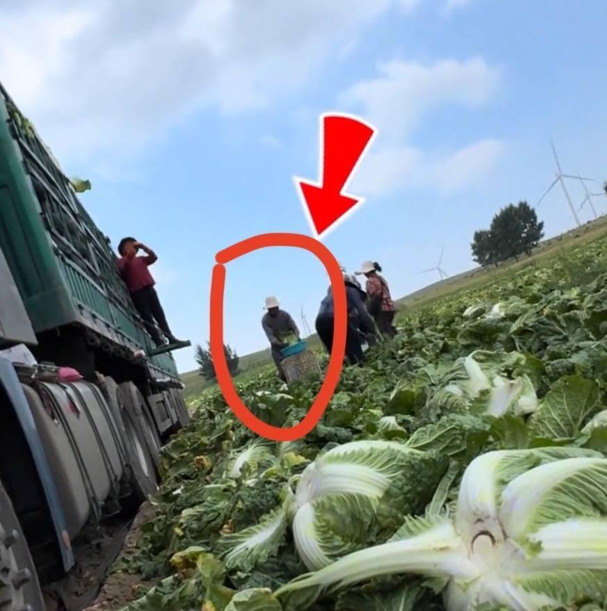 张家口白菜被泡甲醛保鲜，一车车往外运，想想家里天天吃白菜就揪心。河北张家口