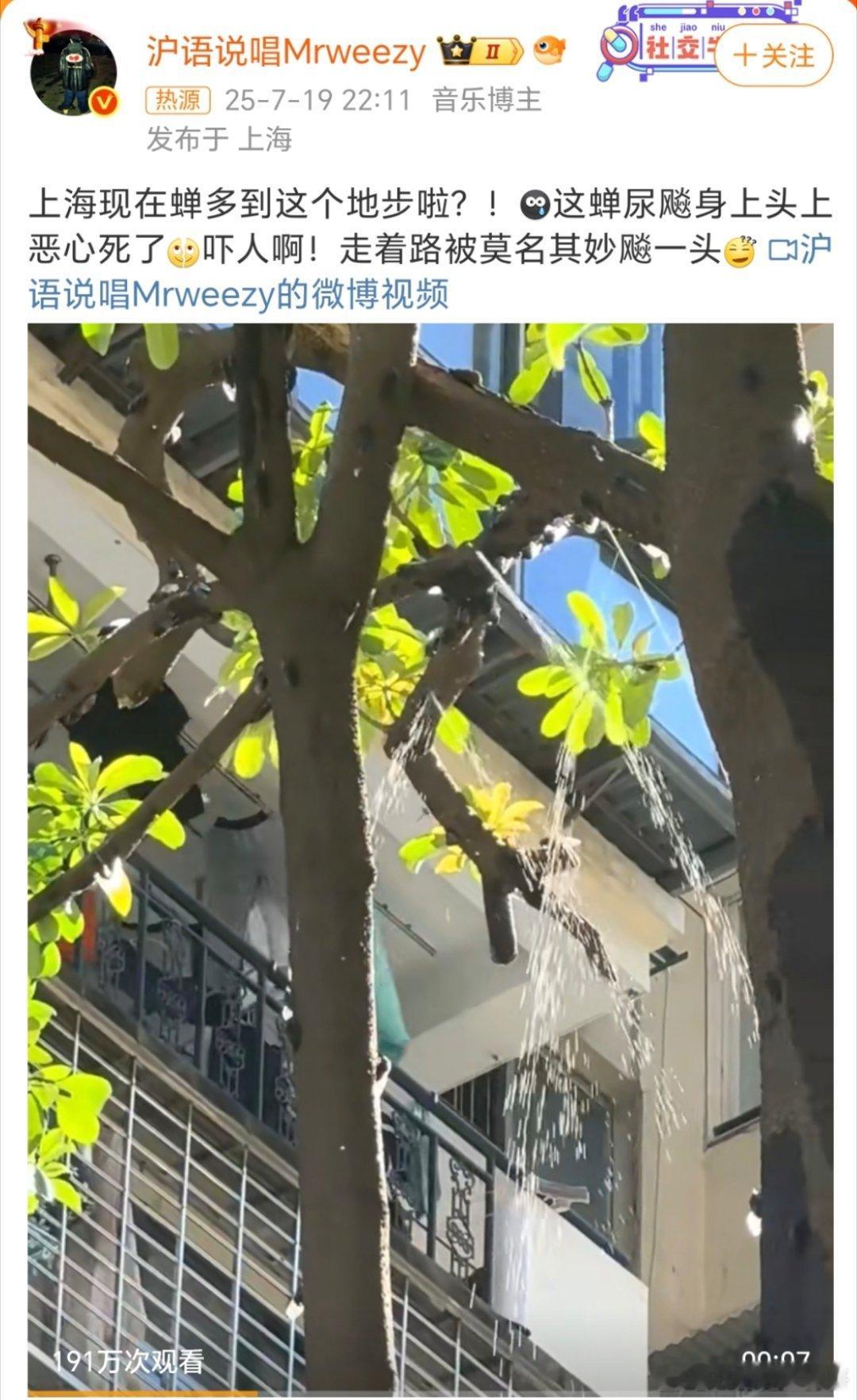 上海蝉尿如下雨这个蝉，在上海就没人逮吗？我们这天天晚上有人带小孩逮[笑着哭][