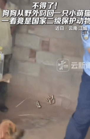 “真吓坏了！”云南江城，一男子家的狗狗到野外溜达时，竟意外叼回一只幼猫，男子发现