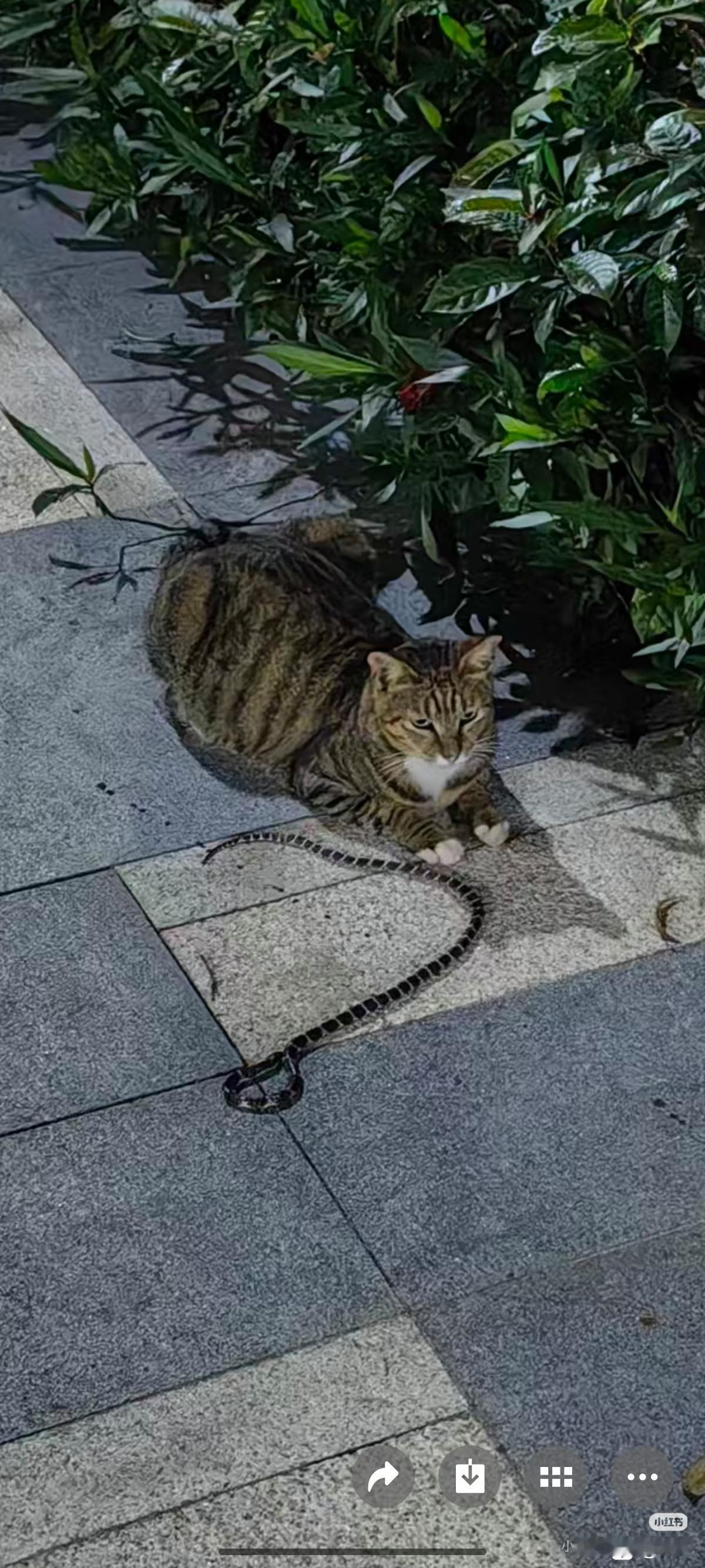 猫蛇大战还没结束，天就黑了[呲牙笑]