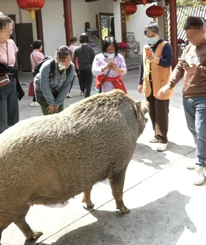 “真成精了？”11月4日报道，广东江门一游客去观音寺参拜时，竟看到一头300斤重