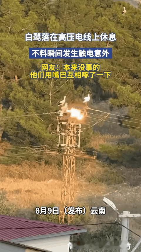 云南，5只白鹭停在高压线上休息，一只啄了同伴的嘴——瞬间火光炸裂，3只坠落死亡。